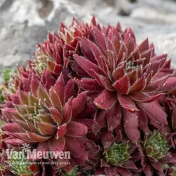 Sempervivum 'Mixed' -Lallatros Shop SEMP V65856 D
