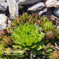 Sempervivum 'Mixed' -Lallatros Shop SEMP V65856 E