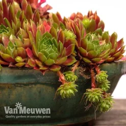 Sempervivum 'Mixed' -Lallatros Shop SEMP V65856 F