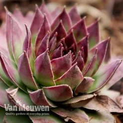 Sempervivum 'Mixed' -Lallatros Shop SEMP V65856 G