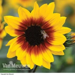 Sunflower SunBelievable™ 'Brown Eyed Girl' -Lallatros Shop SUNB VKA1036 B