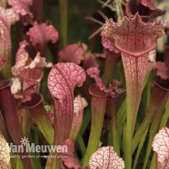 Sarracenia Leucophylla (House Plant) -Lallatros Shop Sarracenia Pitcher Plant