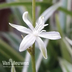Chlorophytum Comosum 'Variegatum' -Lallatros Shop Spider Plant Variegated 2