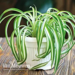Chlorophytum Comosum 'Variegatum' -Lallatros Shop Spider Plant Variegated