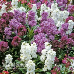 Stocks 'Brompton' -Lallatros Shop Stocks Brompton