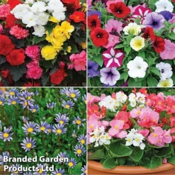 Nurseryman’s Choice Summer Favourites -Lallatros Shop TM 4image nurseryman without watermark