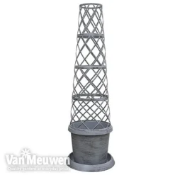 Clematis Montana 'Mayleen' -Lallatros Shop TOWER POT1