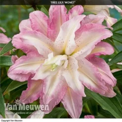 Tree Lily 'Crystal Collection' -Lallatros Shop TREE 70647 D