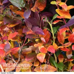 Blueberry 'Duke' -Lallatros Shop VACC 16574 VA1