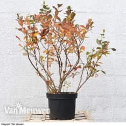 Blueberry 'Duke' -Lallatros Shop VACC 16574 VA3