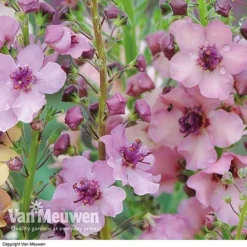 Verbascum X Hybrida 'Southern Charm' -Lallatros Shop VERB V59782 C