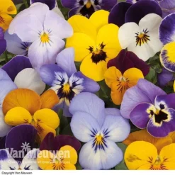 Viola 'Sorbet Mixed' -Lallatros Shop VIOL 69674V A h