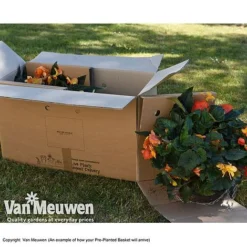 Geranium 'Balcon Mix' Pre-Planted Basket -Lallatros Shop VM PrePlantedBasketArrive26