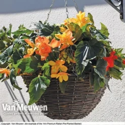 Geranium 'Balcon Mix' Pre-Planted Basket -Lallatros Shop VM PrePlantedRattanBasket6