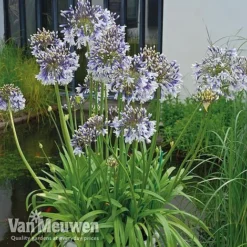 Agapanthus 'Fireworks' -Lallatros Shop VM1