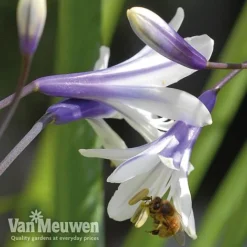 Agapanthus 'Fireworks' -Lallatros Shop VM2