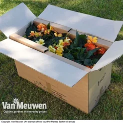 Geranium 'Balcon Mix' Pre-Planted Basket -Lallatros Shop VM20PrePlantedBasketArrive6