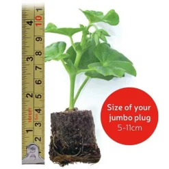 Heuchera 'Mosaic' -Lallatros Shop VM20jumboplugsize56