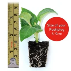 Chrysanthemum 'Hardy Patio Improved' -Lallatros Shop VM20postiplugsize122