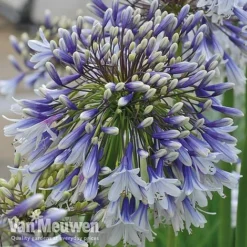 Agapanthus 'Fireworks' -Lallatros Shop VM4