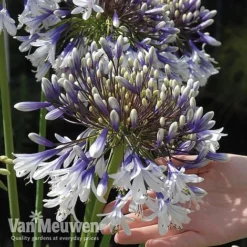 Agapanthus 'Fireworks' -Lallatros Shop VM5