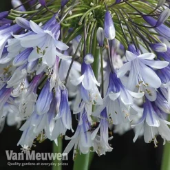 Agapanthus 'Fireworks' -Lallatros Shop VM6