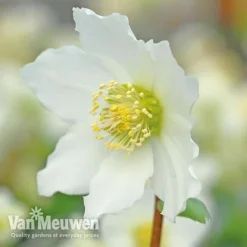 Hellebore 'Christmas Rose' -Lallatros Shop VM Copyright Image Example21
