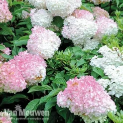 Hydrangea Paniculata 'Vanille Fraise' -Lallatros Shop VMvan2