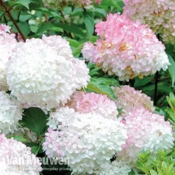 Hydrangea Paniculata 'Vanille Fraise' -Lallatros Shop VMvanil