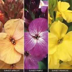 Wallflower 'Sunset Collection'