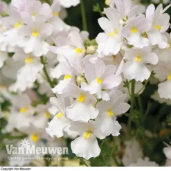 White Basket Duo Collection -Lallatros Shop WHIT V17021 C