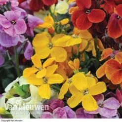 Wallflower 'Sugar Rush' Mix -Lallatros Shop Wallflower Sugar Rush
