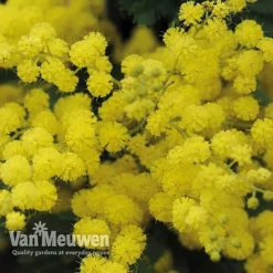 Acacia Dealbata -Lallatros Shop acacia dealbata mimosa 4