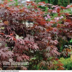Acer Palmatum 'Atropurpureum' -Lallatros Shop acer atrop32