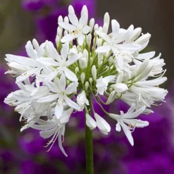 Agapanthus Africanus 'Albus' -Lallatros Shop albus3