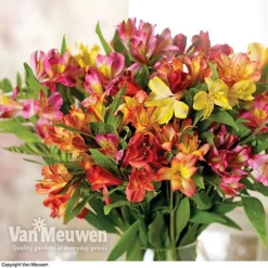 Alstroemeria 'Garden Hybrids' -Lallatros Shop alst gard hyb3