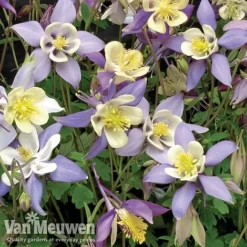 Garden Ready Perennial Collection -Lallatros Shop aquilegia