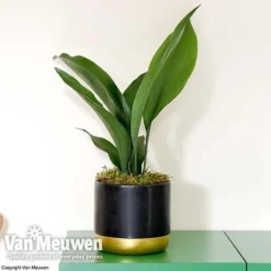 Aspidistra Elatior (House Plant) -Lallatros Shop aspi vka2850 d