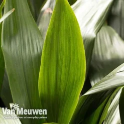 Aspidistra Elatior (House Plant) -Lallatros Shop aspi vka2850 e