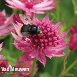 Lallatros Shop -Lallatros Shop astr 70499v c