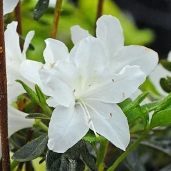 Lallatros Shop -Lallatros Shop azal