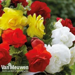 Begonia 'Double Flowered Mixed' -Lallatros Shop bego 12544 e