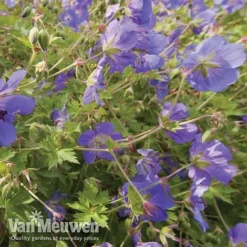 Geranium 'Brookside' -Lallatros Shop brooks4
