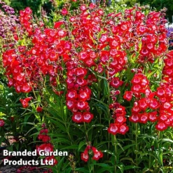 Penstemon 'Ice Cream Collection' -Lallatros Shop cherry1