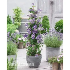 Clematis Florida 'Taiga' -Lallatros Shop clematis3