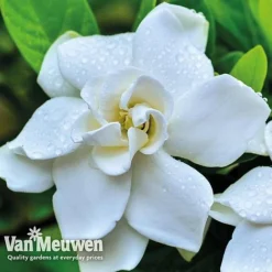 Gardenia 'Crown Jewels' -Lallatros Shop crownjewels4