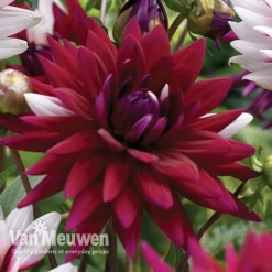 Dahlia 'Rebecca's World' -Lallatros Shop dahl 70042v C