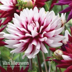 Dahlia 'Rebecca's World' -Lallatros Shop dahl 70042v D