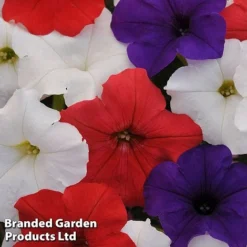 Petunia 'Easy Wave Union Jack Mix' -Lallatros Shop flag2