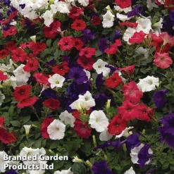 Petunia 'Easy Wave Union Jack Mix' -Lallatros Shop flag3